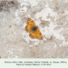 melitaea abbas talysh male2